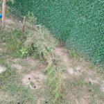 Nova Pazova: Nepoznati počinioci uništili park, polomili stabla i oštetili dečje igralište Vandali uništili park, polomili stabla i oštetili dečje igralište